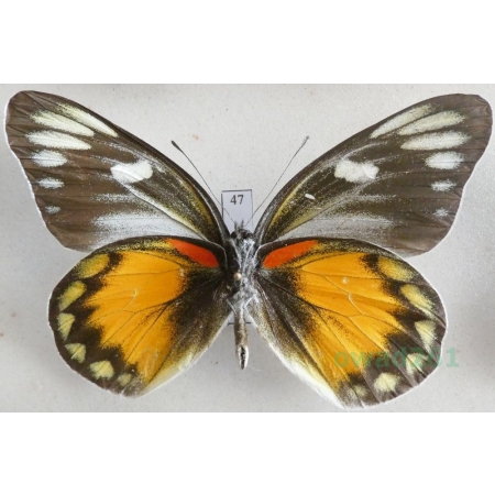 Delias zebuda Hewitson, 1862 male reverse Indonesia, Sulawesi47